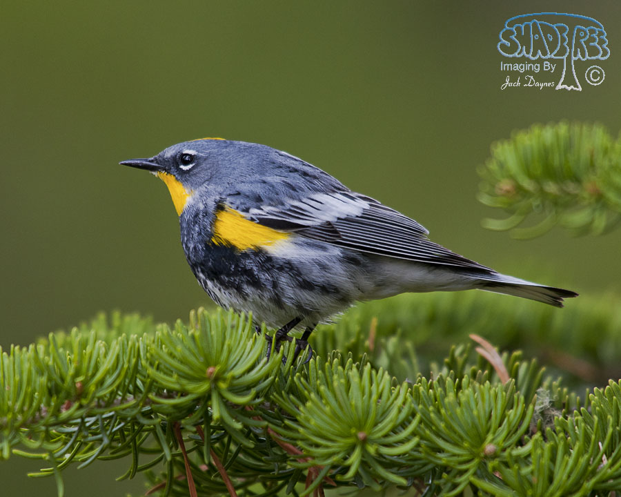 Yellow-Rumped Warbler - Setophaga coronata auduboni