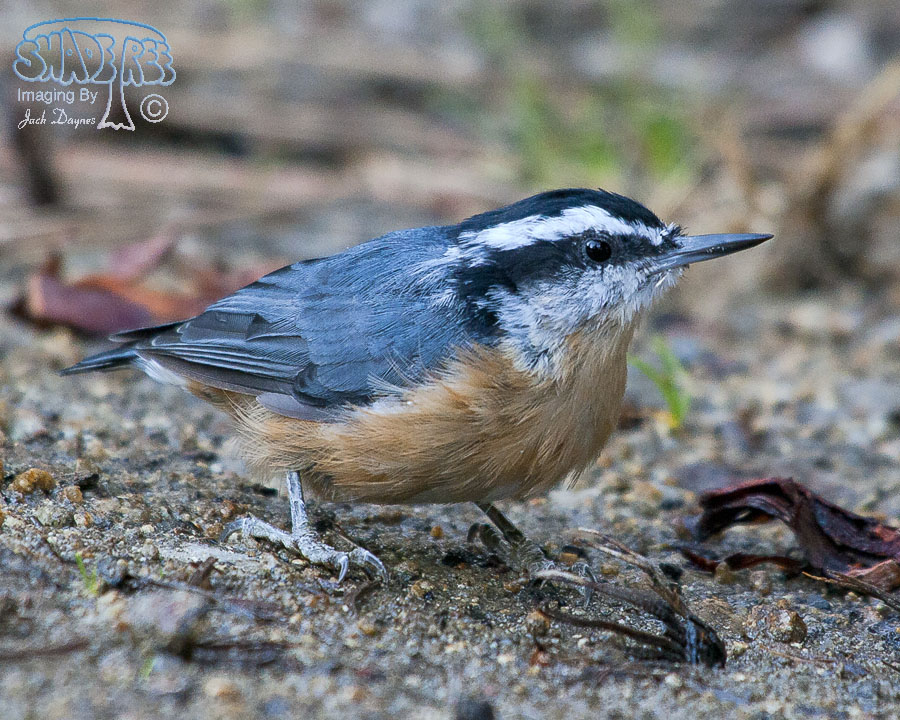 Red-Breasted Nuthatch - Sitta canadensis