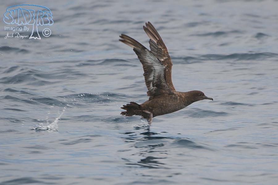 Sooty Shearwater - Puffinus griseus