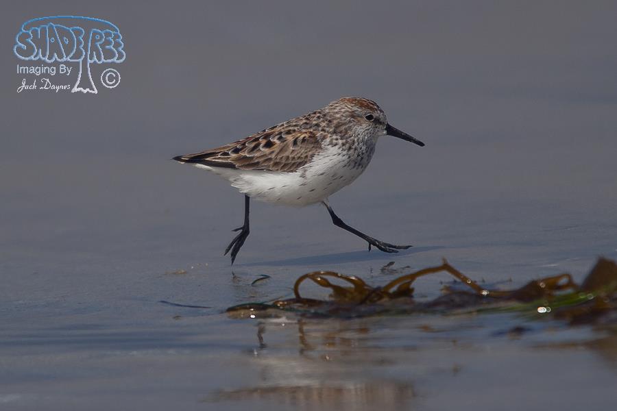 Western Sandpiper - Calidris mauri