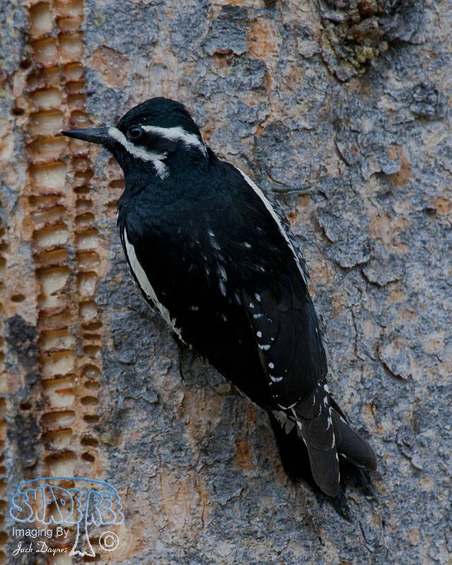 Williamson's Sapsucker - Sphyrapicus thyroideus