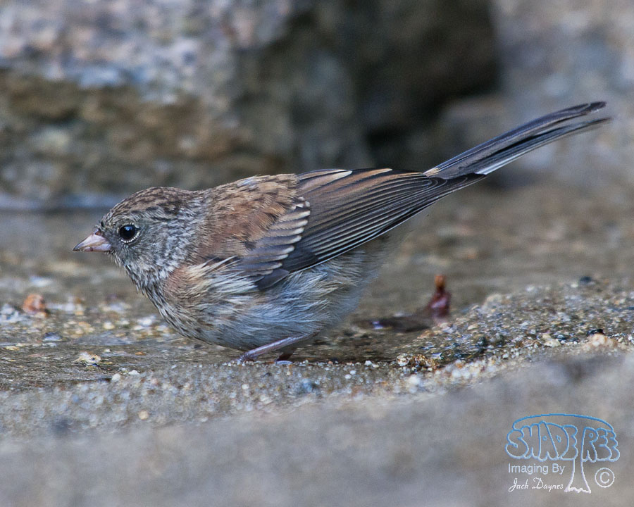 Dark-Eyed Junco - Junco hyemalis