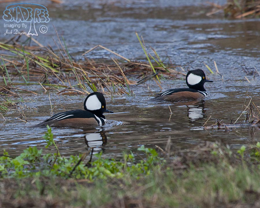 Hooded Merganser - Lophodytes cucullatus