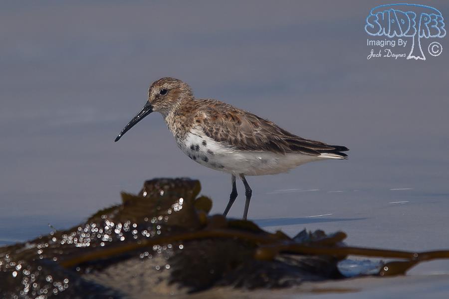 Dunlin - Calidris alpina