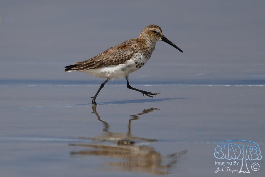 Dunlin - Calidris alpina