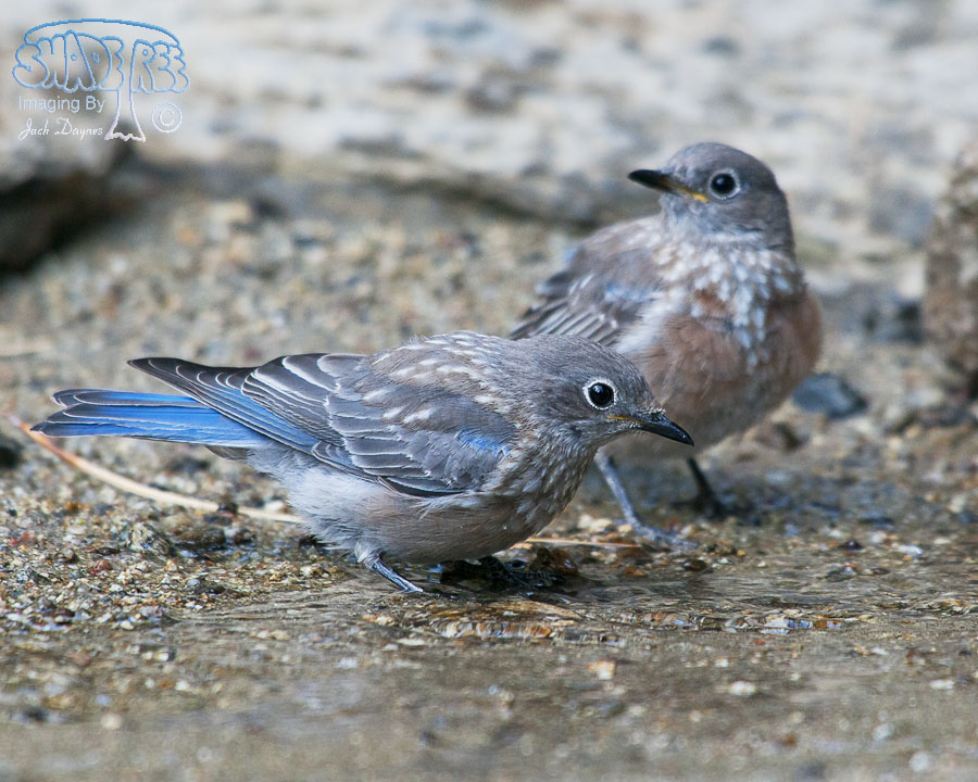 Western Bluebird - Sialia mexicana