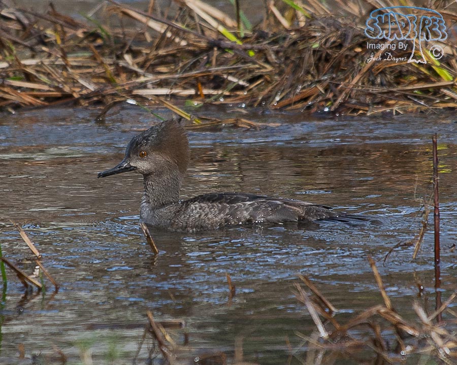 Hooded Merganser - Lophodytes cucullatus