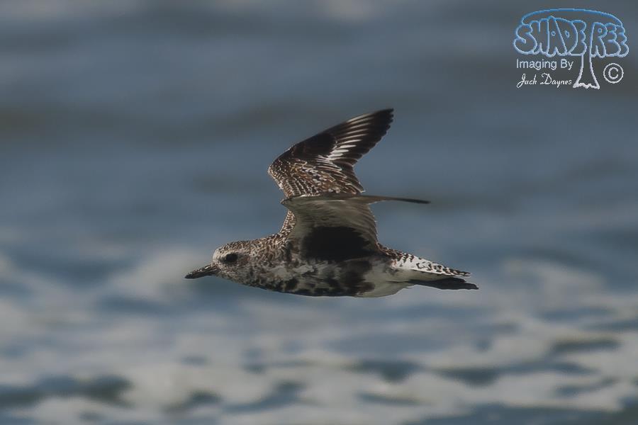 Black-Bellied Plover - Pluvialis squatarola