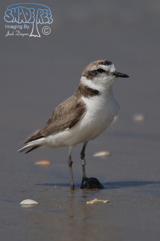 Snowy Plover - Charadrius alexandrinus