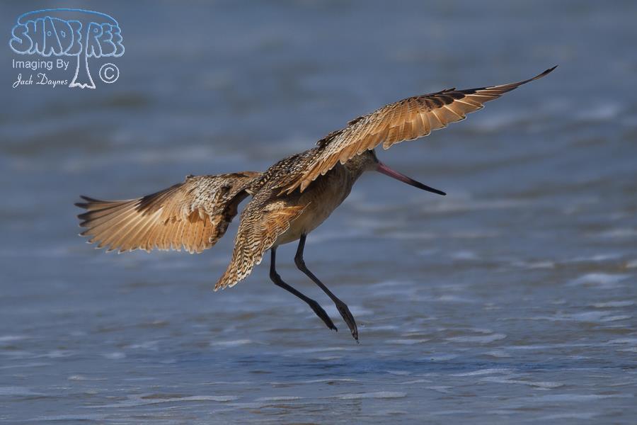Marbled Godwit - Limosa fedoa