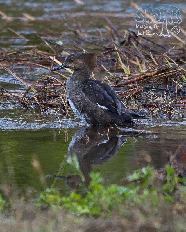 Hooded Merganser - Lophodytes cucullatus