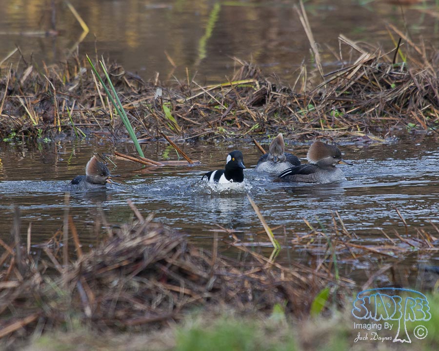 Hooded Merganser - Lophodytes cucullatus