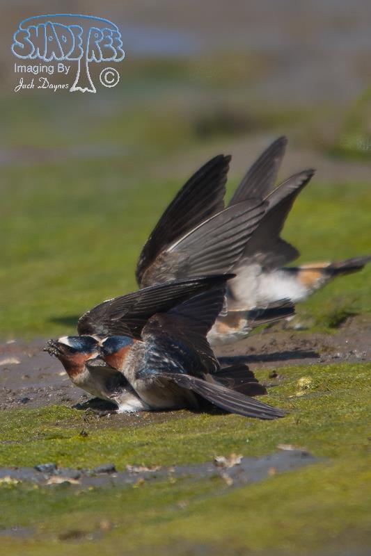 Cliff Swallow - Petrochelidon pyrrhonota