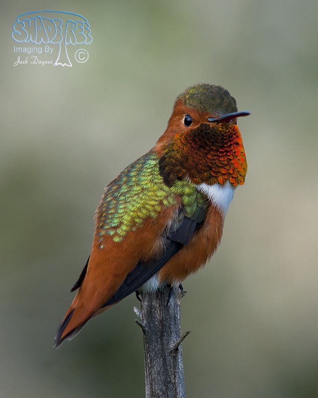 Allen's Hummingbird - Selasphorus sasin