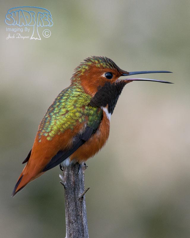 Allen's Hummingbird - Selasphorus sasin