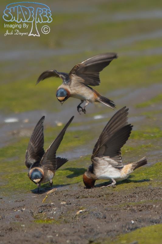 Cliff Swallow - Petrochelidon pyrrhonota