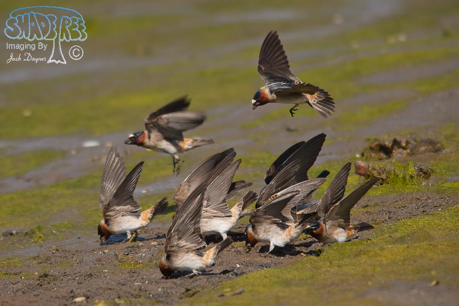 Cliff Swallow - Petrochelidon pyrrhonota