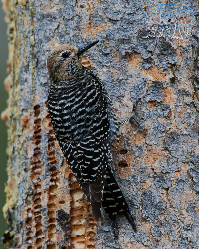 Williamson's Sapsucker - Sphyrapicus thyroideus