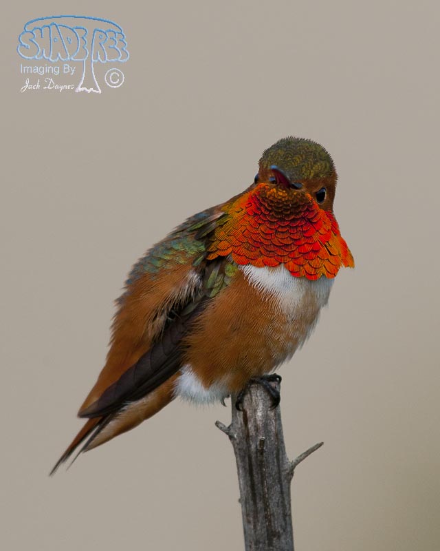 Allen's Hummingbird - Selasphorus sasin