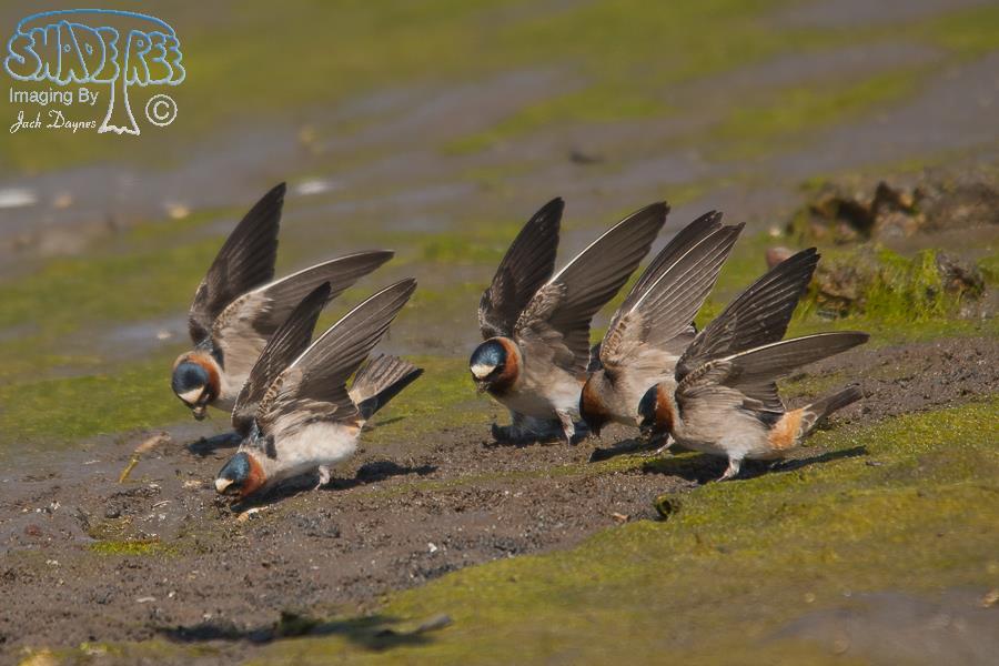 Cliff Swallow - Petrochelidon pyrrhonota