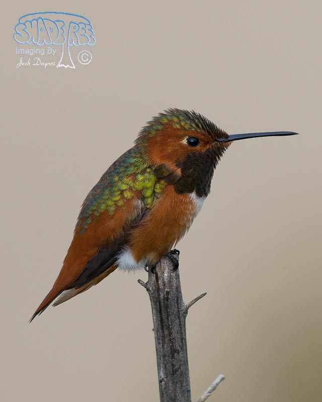 Allen's Hummingbird - Selasphorus sasin