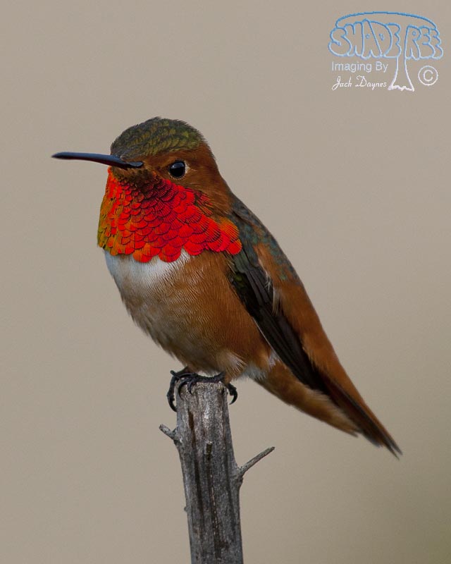 Allen's Hummingbird - Selasphorus sasin