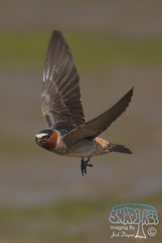 Cliff Swallow - Petrochelidon pyrrhonota