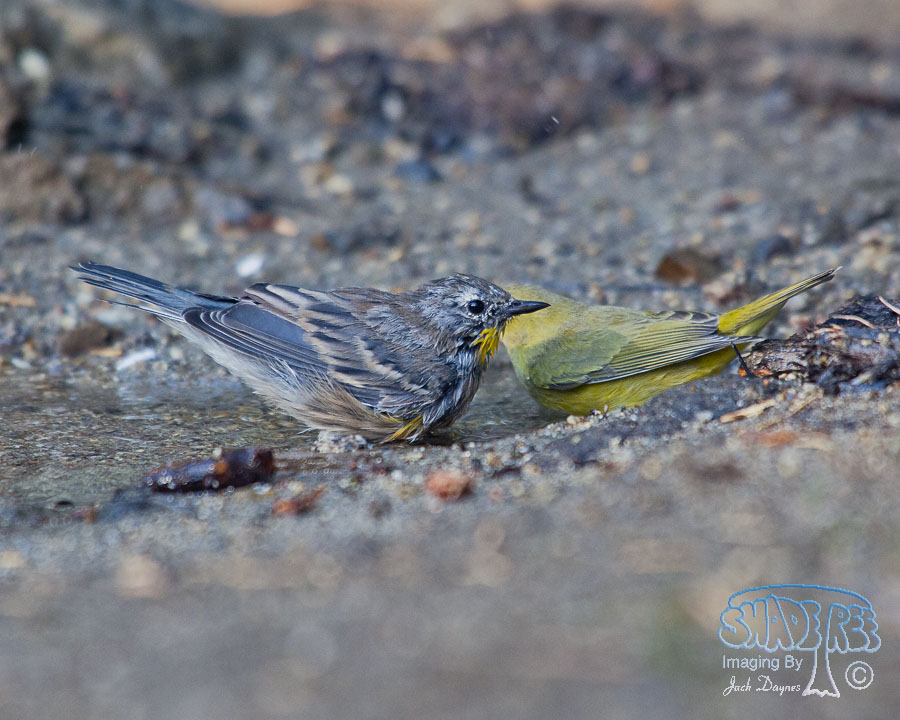 Yellow-Rumped Warbler - Setophaga coronata auduboni