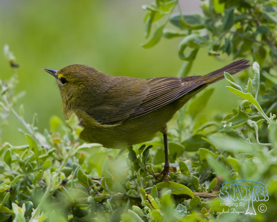 Orange-Crowned Warbler - Oreothlypis celata