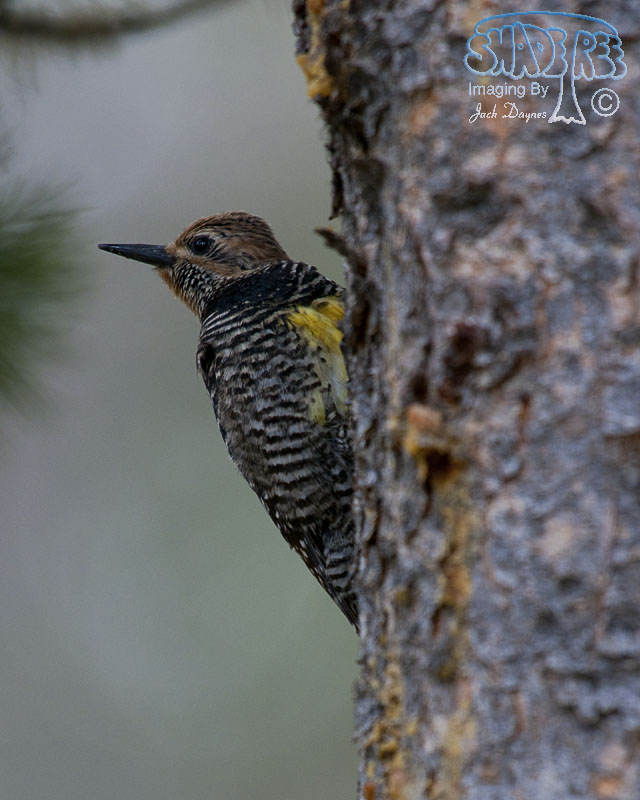 Williamson's Sapsucker - Sphyrapicus thyroideus