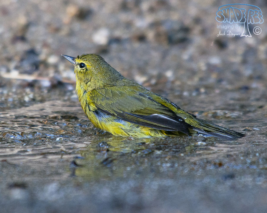 Orange-Crowned Warbler - Oreothlypis celata