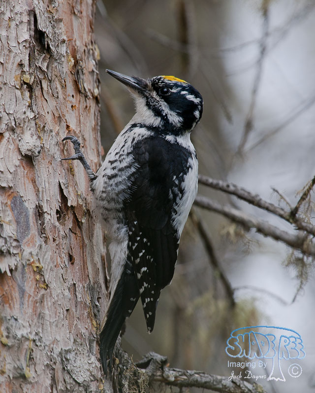 American Three-Toed Woodpecker - Picoides dorsalis