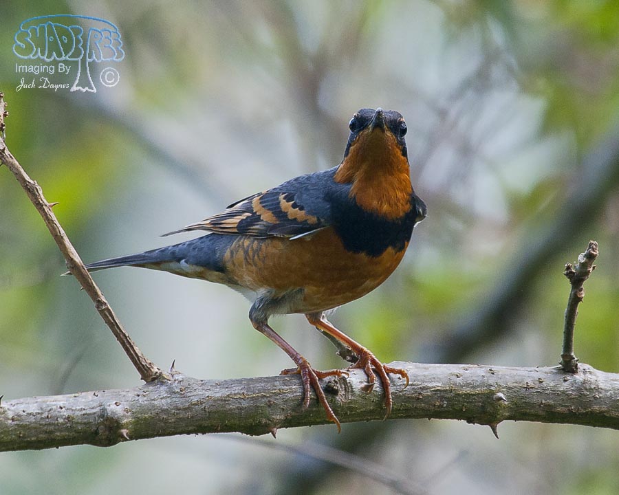 Varied Thrush - Ixoreus naevius