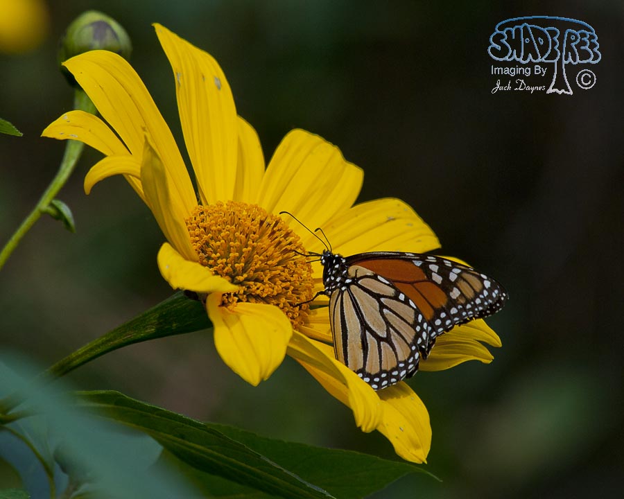 Monarch Butterfly - Danaus plexippus