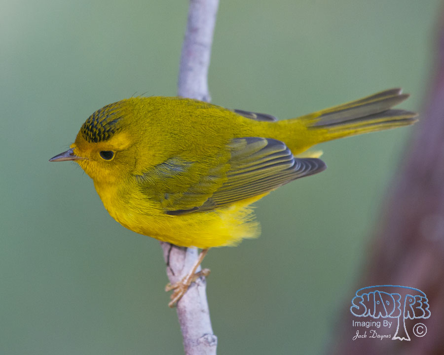 Wilson's Warbler - Cardellina pusilla