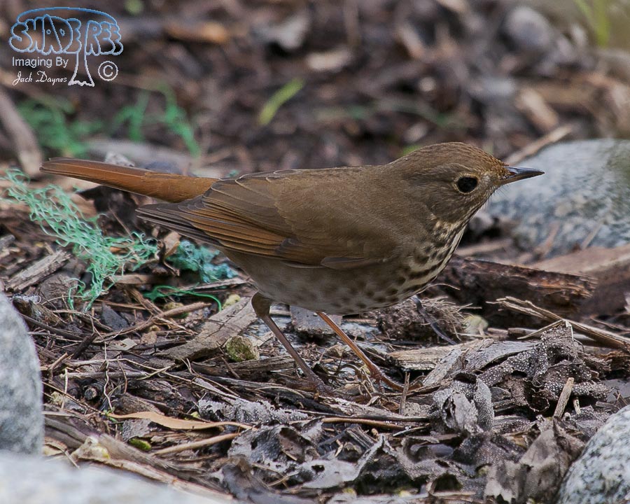 Hermit Thrush - Catharus guttatus