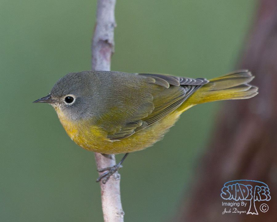 Nashville Warbler - Leiothlypis ruficapilla