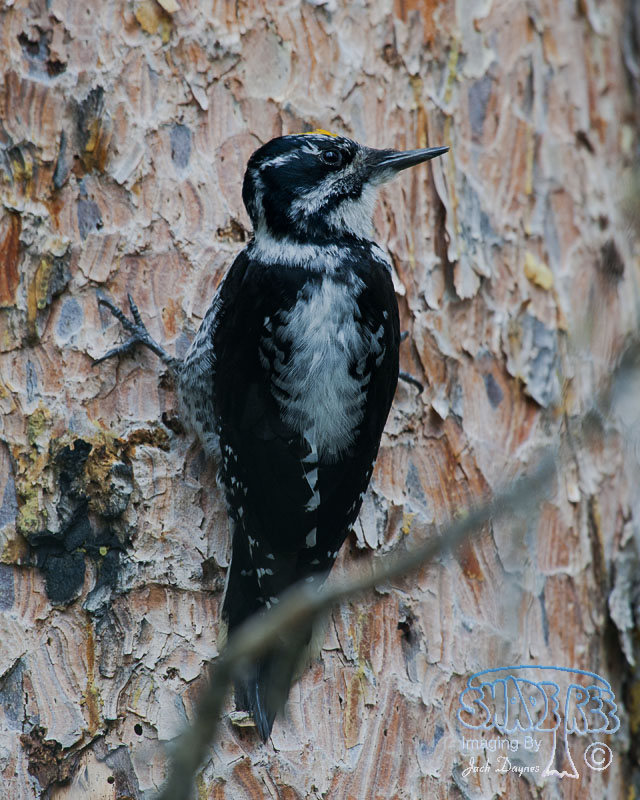 American Three-Toed Woodpecker - Picoides dorsalis