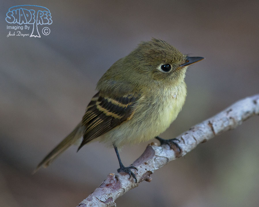 Pacific-Slope Flycatcher - Empidonax difficilis