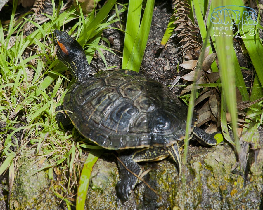 Red Eared Slider - Trachemys scripta