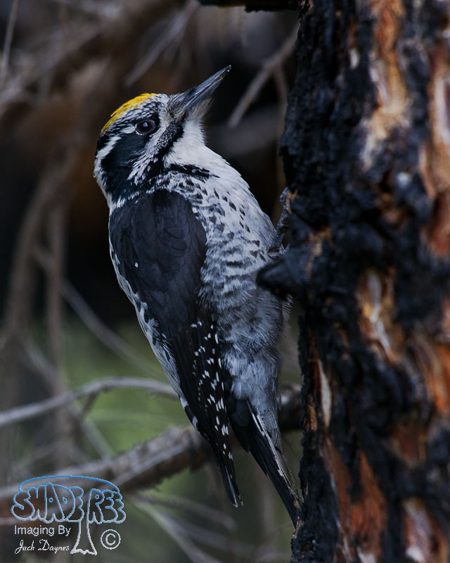 American Three-Toed Woodpecker - Picoides dorsalis