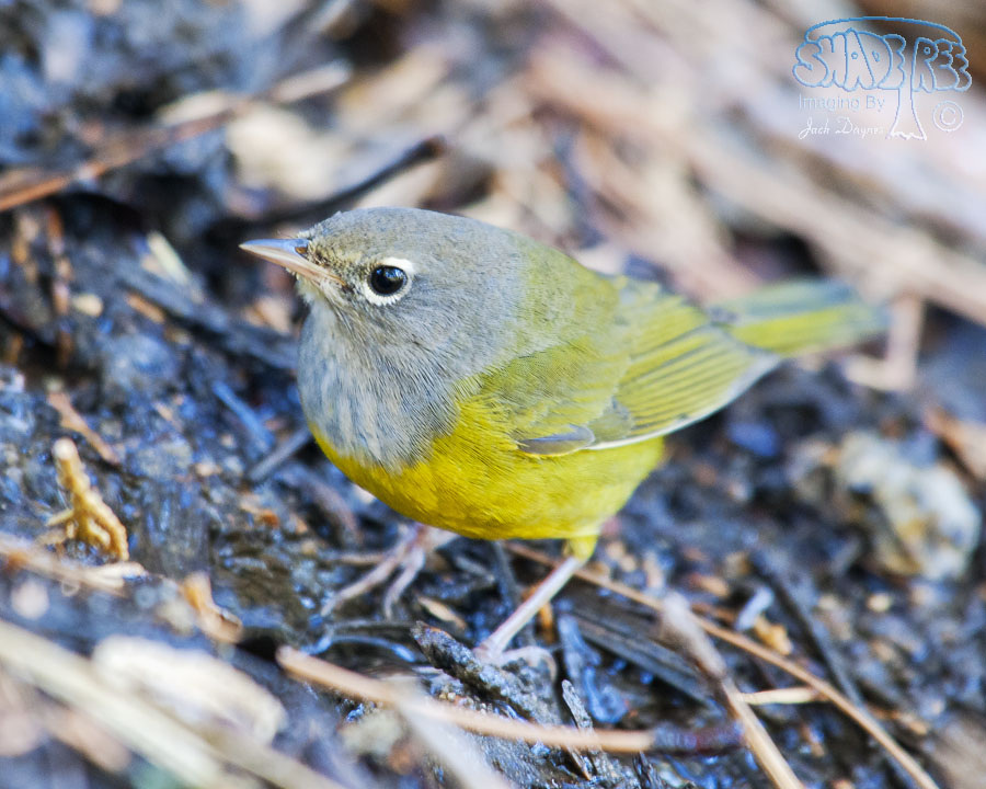 MacGillivray's Warbler - Geothlypis tolmiei