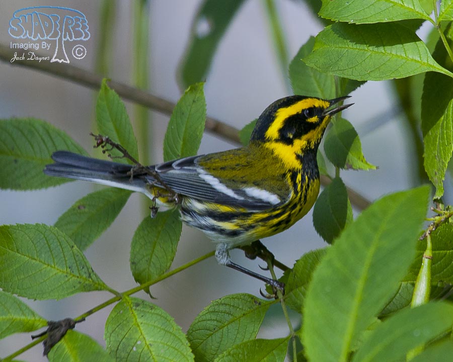 Townsend's Warbler - Setophaga townsendi