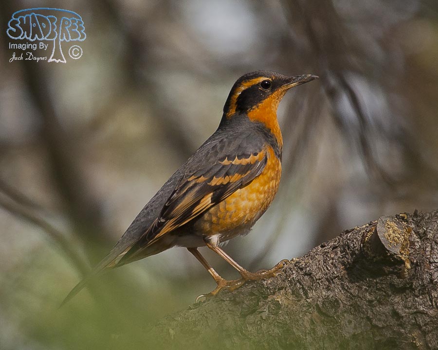 Varied Thrush - Ixoreus naevius