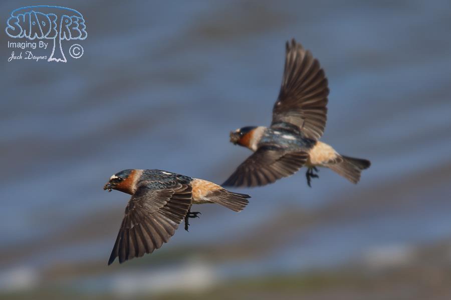 Cliff Swallow - Petrochelidon pyrrhonota