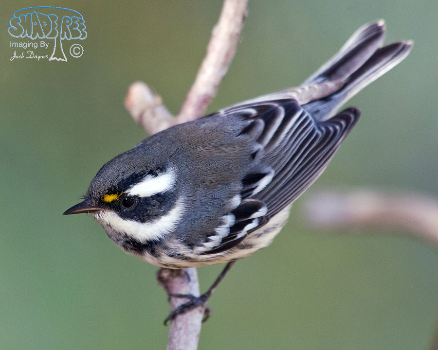 Black-Throated Gray Warbler - Dendroica nigrescens