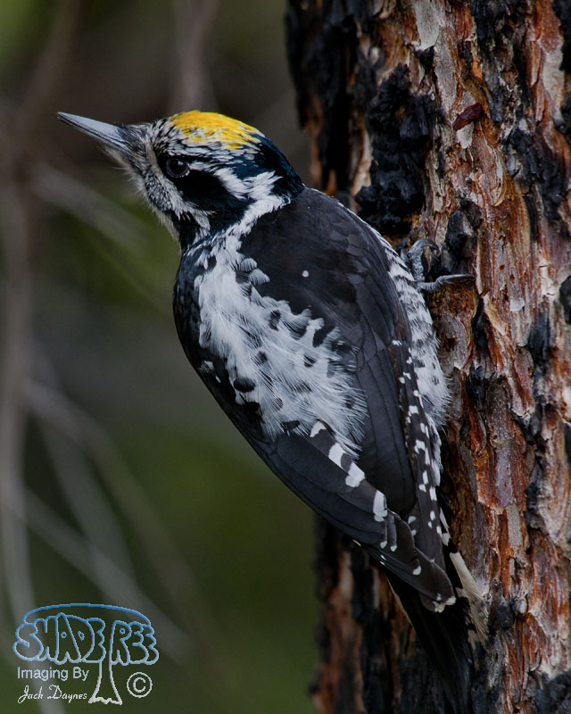 American Three-Toed Woodpecker - Picoides dorsalis