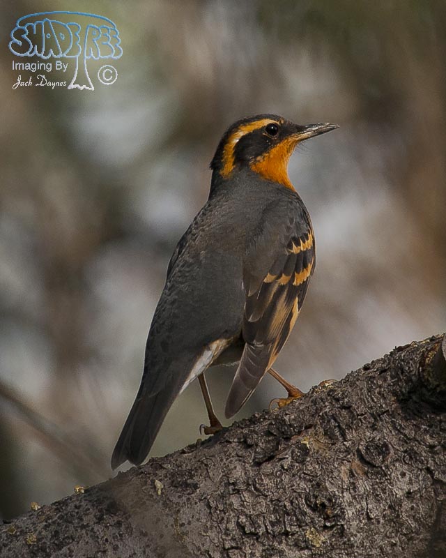 Varied Thrush - Ixoreus naevius