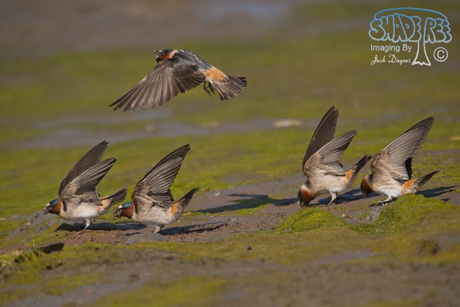 Cliff Swallow - Petrochelidon pyrrhonota