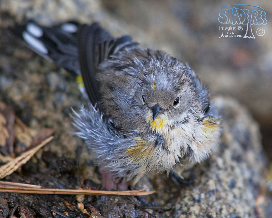 Yellow-Rumped Warbler - Setophaga coronata auduboni